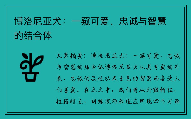 博洛尼亚犬：一窥可爱、忠诚与智慧的结合体
